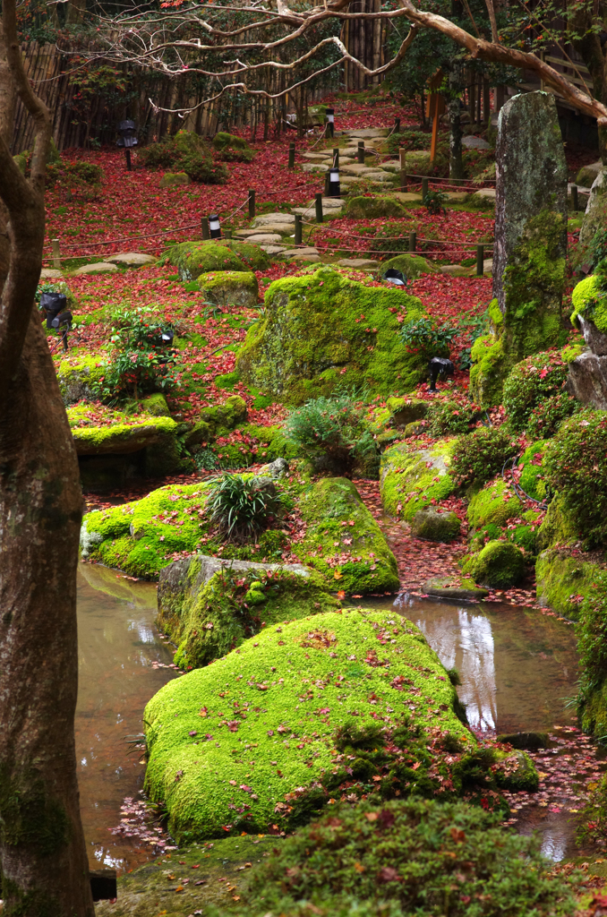 苔石