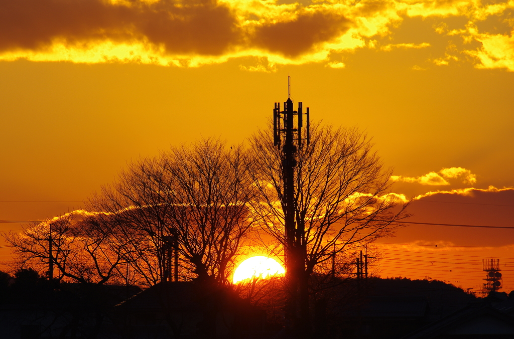 木立から覗く夕陽