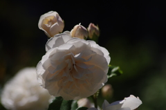 薔薇　9