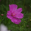 コスモス　2