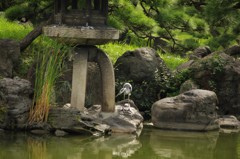 石灯籠とアオサギ　清澄庭園　8月