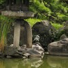石灯籠とアオサギ　清澄庭園　8月