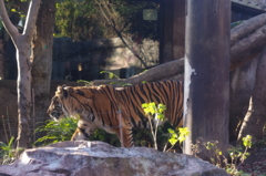 アジアチャンピョン　虎　上野動物園