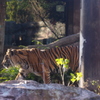 アジアチャンピョン　虎　上野動物園