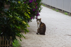 芝浦運河の初夏の猫　1