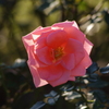 薔薇　2　　　