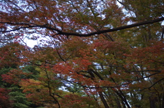 秋の公園風景