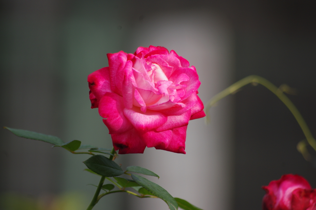 薔薇　11　本郷給水所公苑　１０月