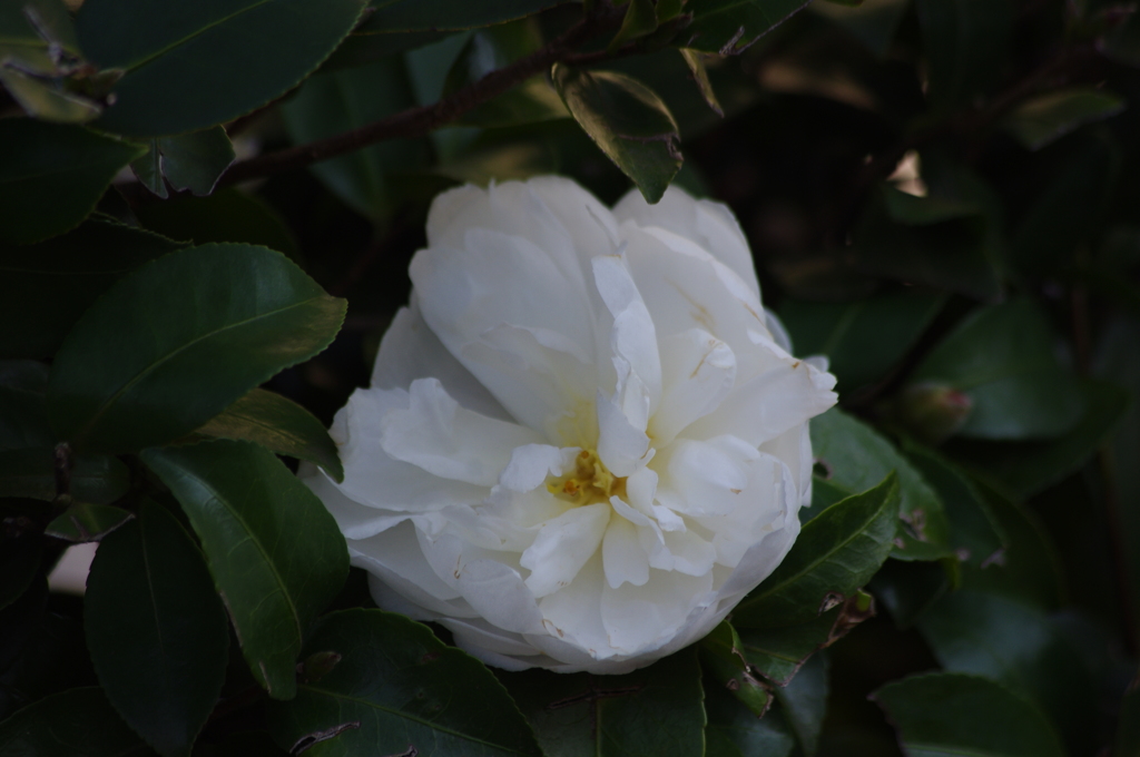 山茶花