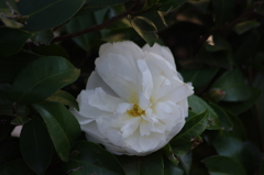 山茶花