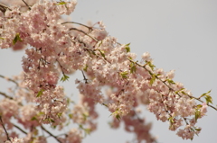ぐるり廻って枝垂れ桜に帰ってきました　1　小石川後楽園