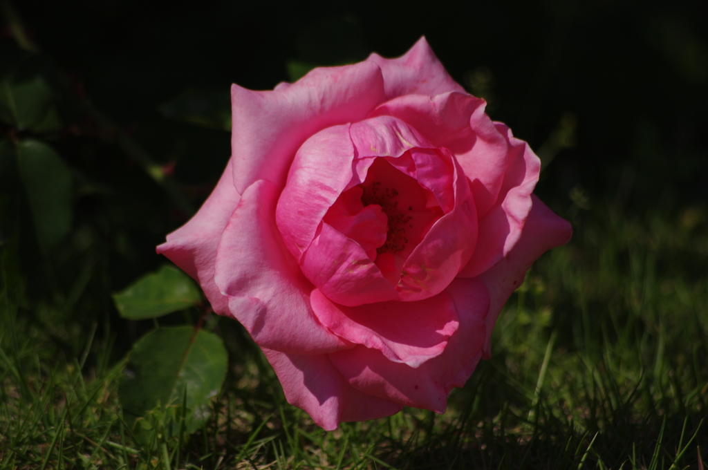 薔薇　13