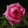 薔薇　13