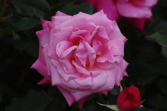 薔薇　15　山下公園　5月