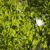 陽のあたる新緑　六義園