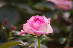 薔薇　7　日比谷公園　7月上旬