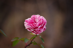 一月の薔薇　2　日比谷公園