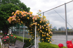 薔薇の盾　1　芝浦中央公園