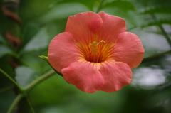 向島百花園　花　3