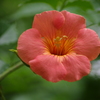 向島百花園　花　3