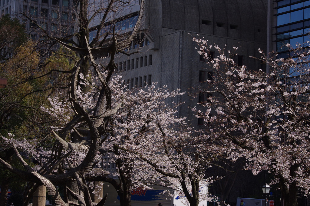 噴水と桜　2