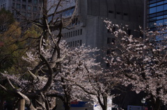 噴水と桜　2
