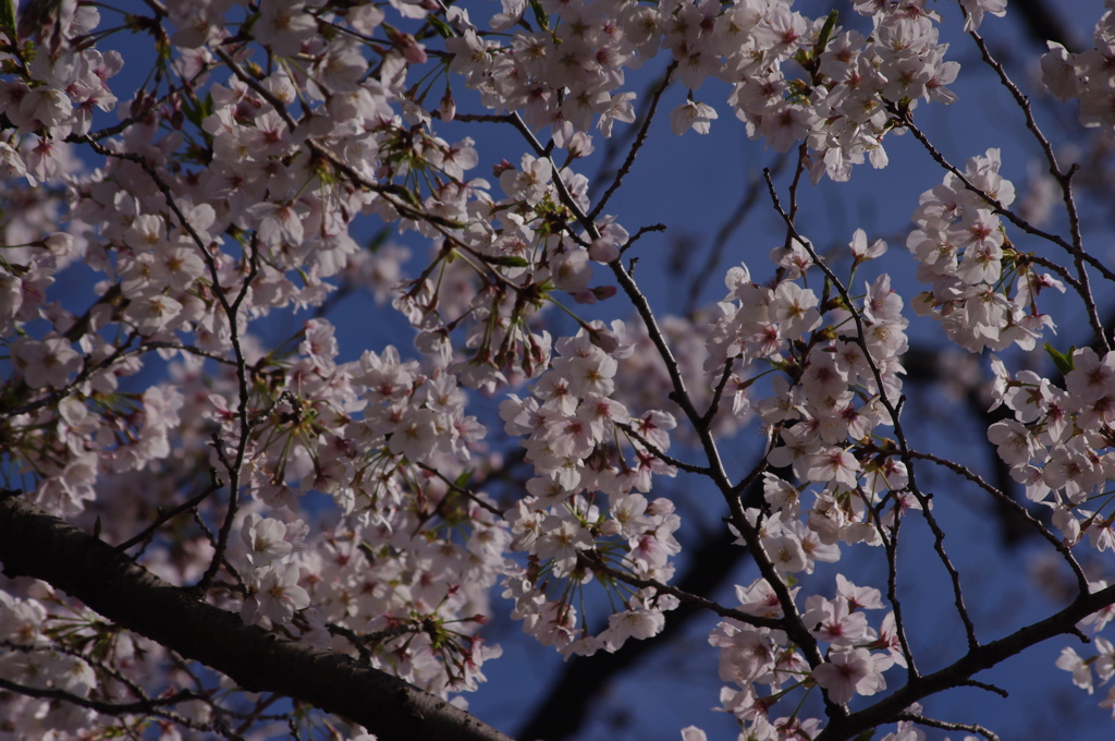 桜　3