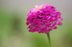 高浜運河　花壇　8