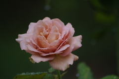 雨の中の薔薇　7　ザ・プリンスパークタワー東京