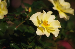 薔薇　2