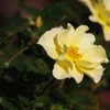 薔薇　2