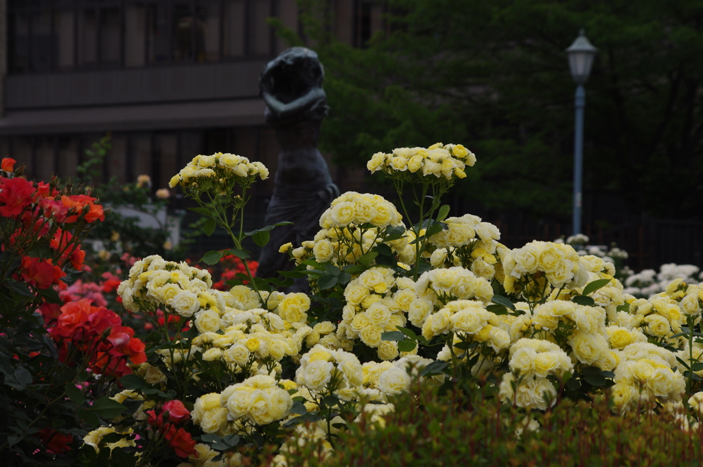 薔薇　9