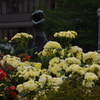 薔薇　9