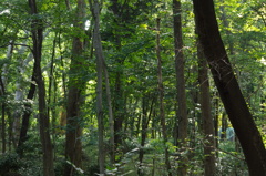 林試の森　2