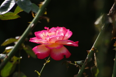 薔薇　14