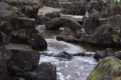 河です　親水公園だし・・・　大横川親水公園