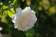 薔薇　8　山下公園　１０月