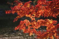 紅葉　3　12月初め