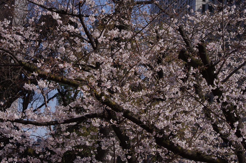 桜　8