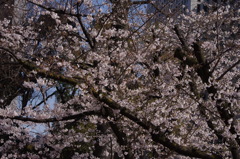 桜　8