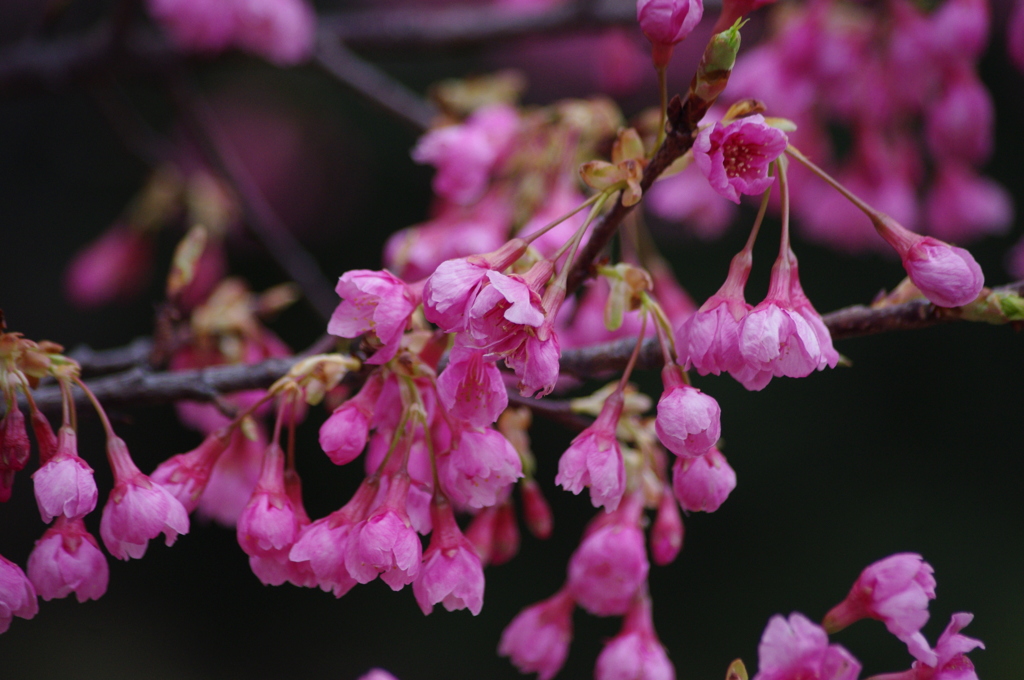 琉球寒緋桜　皇居東御苑　2