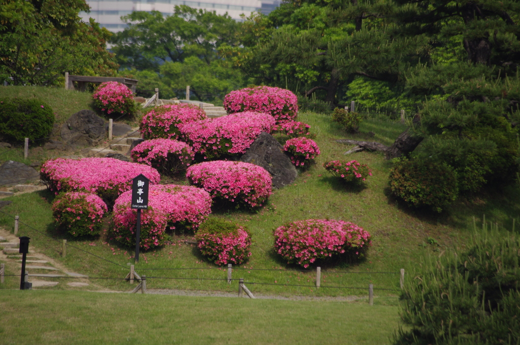 サツキの築山