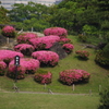 サツキの築山