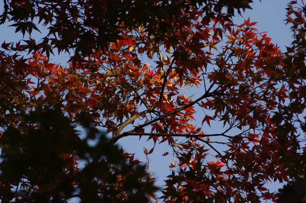 紅葉　紅葉　1　日比谷公園