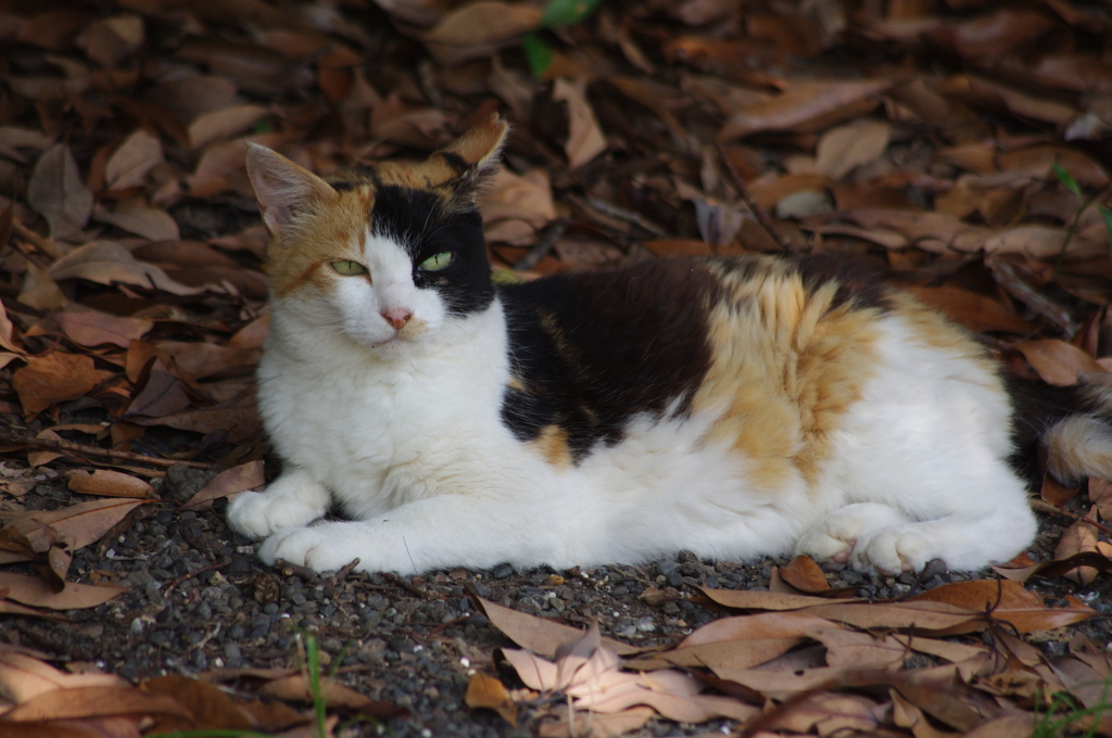 猫　