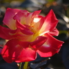 薔薇　28