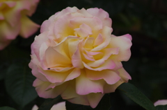 薔薇　4