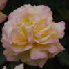 薔薇　4