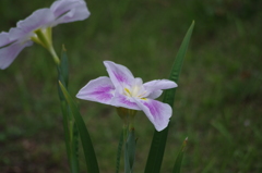 花菖蒲　1