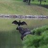 カワウの日光浴